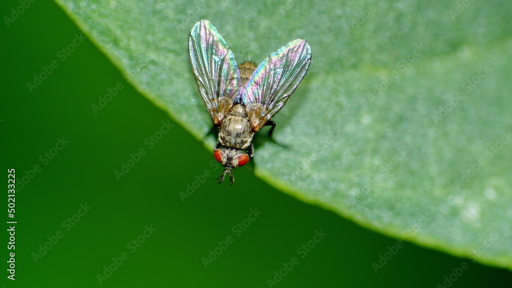 Fly on a leaf in Cotacachi, Ecuador Fly on a leaf in Cotacachi, Ecuador