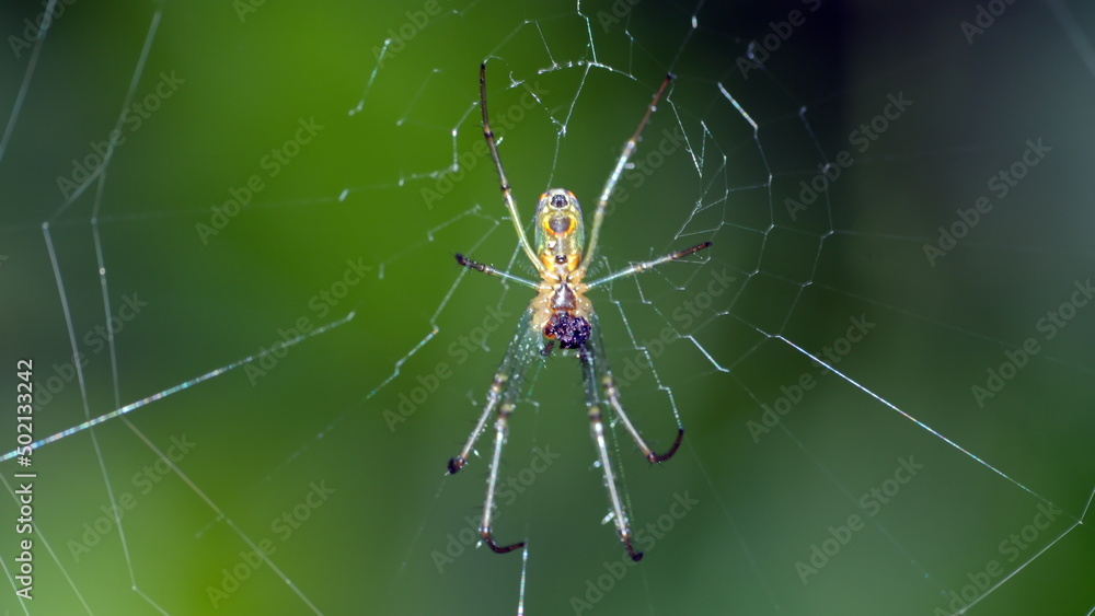 Orchard spider in a web in Cotacachi, Ecuador Orchard spider in a web in Cotacachi, Ecuador