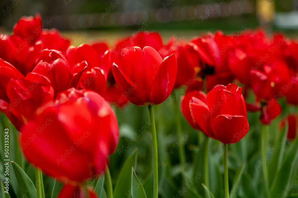 Large field of red tulips in New Jersey USA. High quality photo Large field of red tulips in New Jersey USA. High quality photo