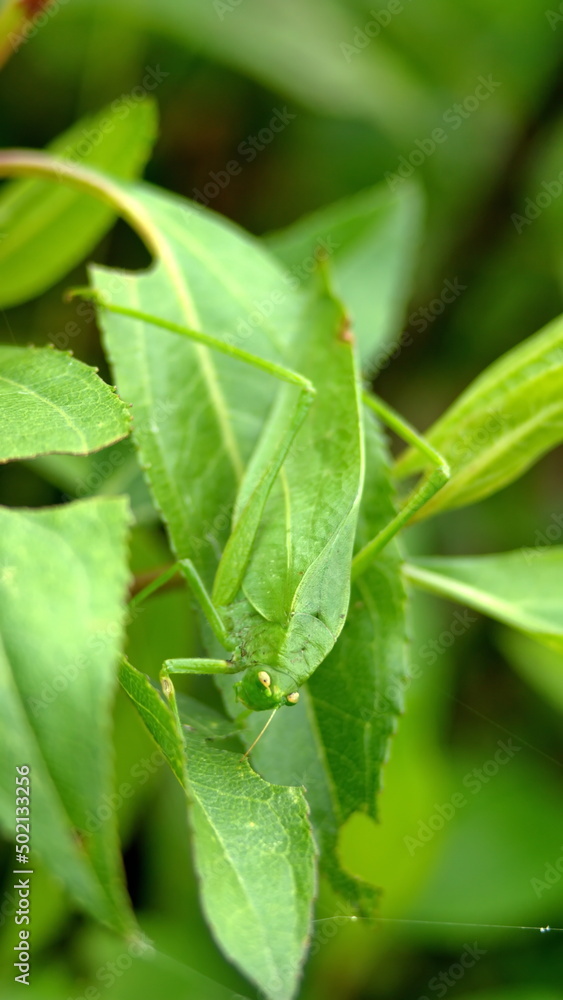 Green katydid on a leaf in Cotacachi, Ecuador Green katydid on a leaf in Cotacachi, Ecuador