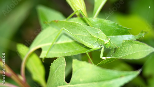 Green katydid on a leaf in Cotacachi, Ecuador