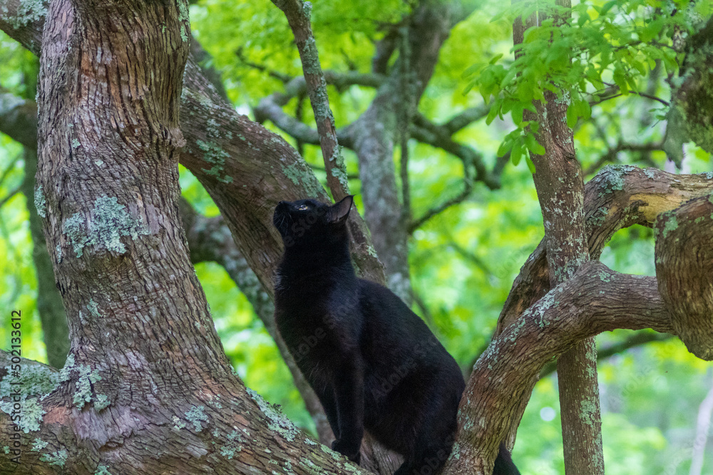 Obraz premium cat on a tree