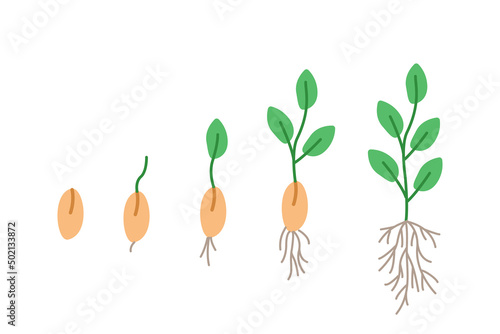 Stages of seed germination, vector illustration of gardening seedlings, doodle style.