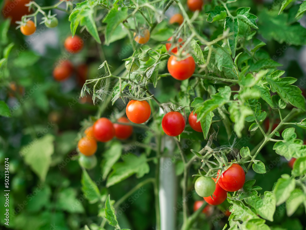 Close up of cherry tomatoes growing in a vegetable garden