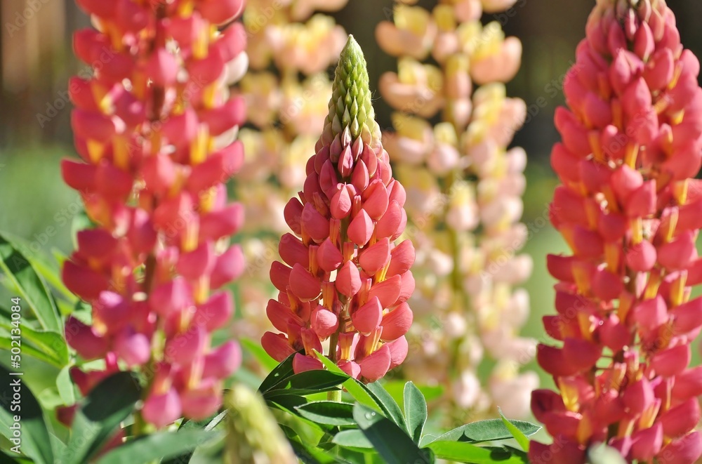 Colorful lupines in the garden.