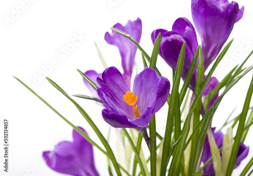Crocus flower in the spring. Purple crocuses isolated on white background