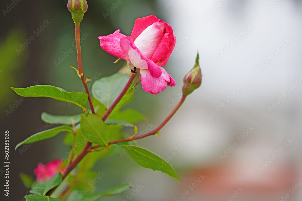 Pink roses close-up on a blurred background