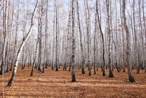 Birch forest