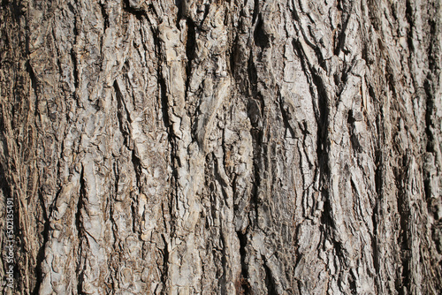 .Old tree bark.