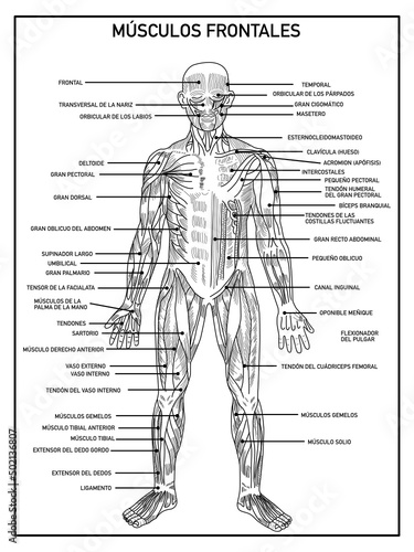 Diagram of the frontal muscles of the human body in black and white, with names, on a white background, ideal for learning and school. 02 march 2022, Mexico City 