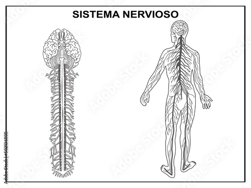 Scheme of the nervous system, for school without names