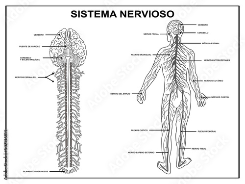 Scheme of the nervous system, for school