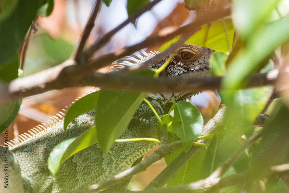 A wild iguana climbing a tree in U.S. Virgin Islands National Park on the island of Saint John.