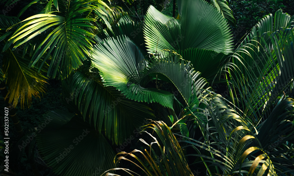 tropical leaves and trees background