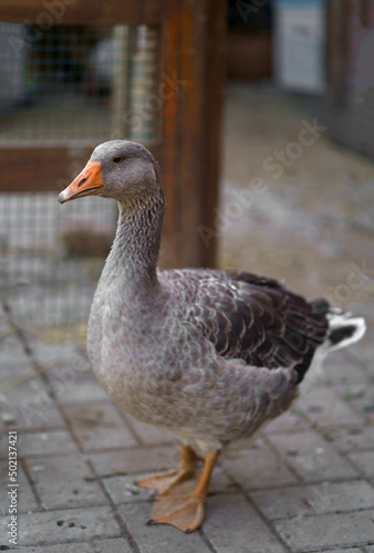 Environmentally friendly farm for growing poultry Goose portrait. Domestic goose. Goose farm. The geese enjoy their morning walk in the farm. Goose farm.