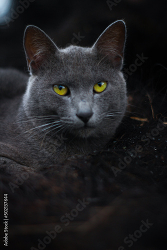 black cat portrait