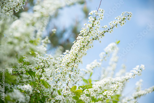 활짝 핀 조팝나무 꽃 © DaeHyck