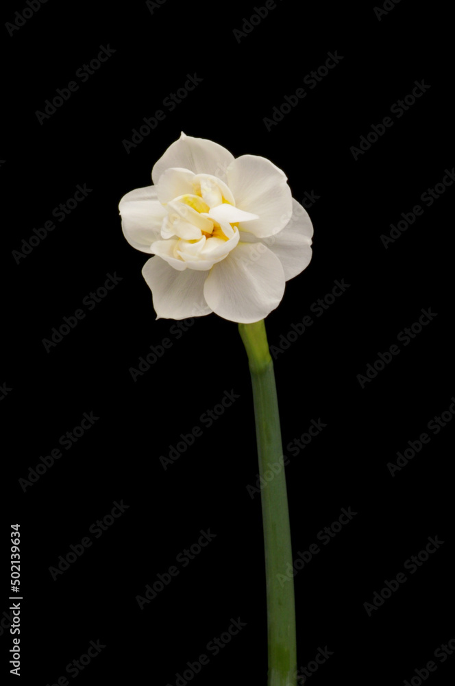 Fototapeta premium Spring flower daffodils or narcissus blooming on black background.