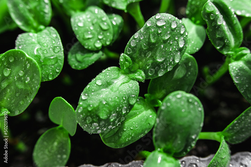 green fresh microgreens close-up. sunflower microgreen with water drops. macro.