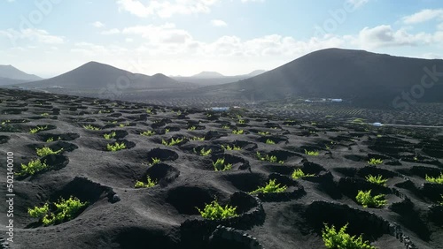 Viticulture in Lanzarote - Canary Islands