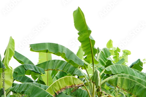 banana leaves on a white background