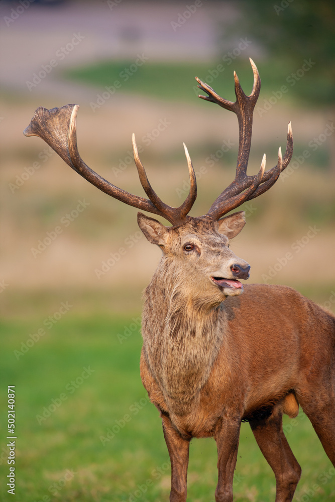 Red Deer in the green grass of the annual rut in the United Kingdom Red Deer in the green grass of the annual rut in the United Kingdom