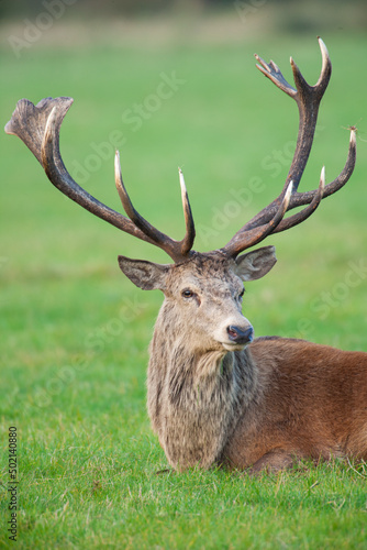 Red Deer in the green grass of the annual rut in the United Kingdom