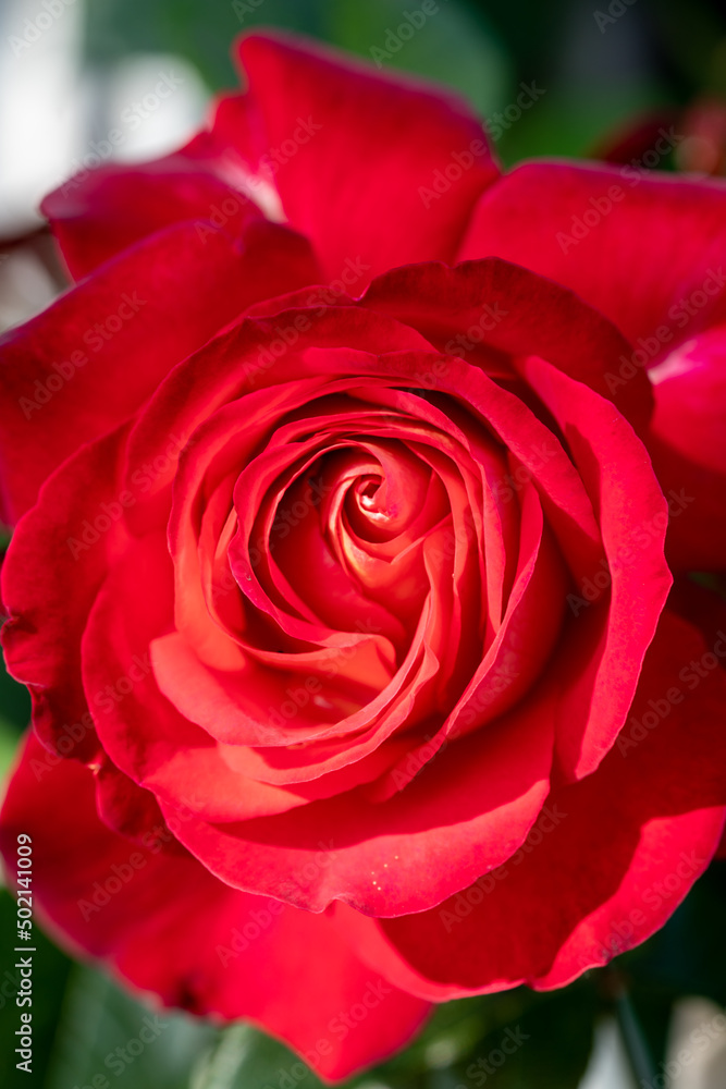 Rose garden in May with lovely fragrance and beauty at public park near by Shinagawa station in Tokyo 