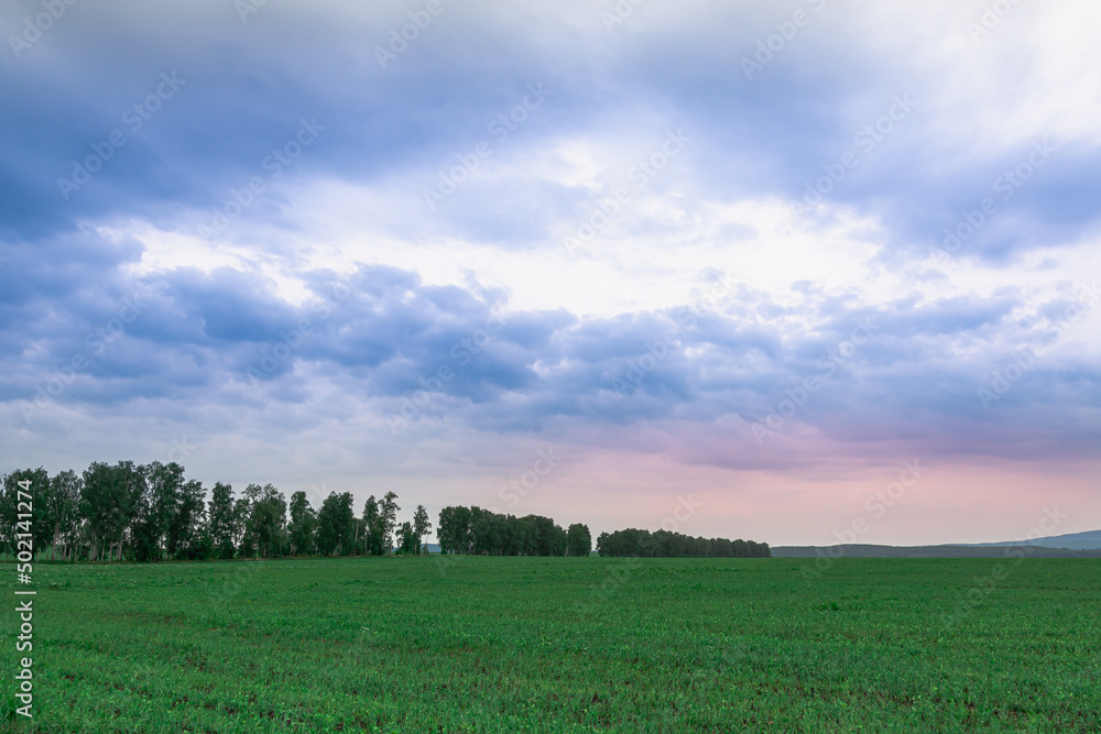 Sunset in the sky blue with a pink tint. Green meadow in the evening. Sunset in the sky blue with a pink tint. Green meadow in the evening.