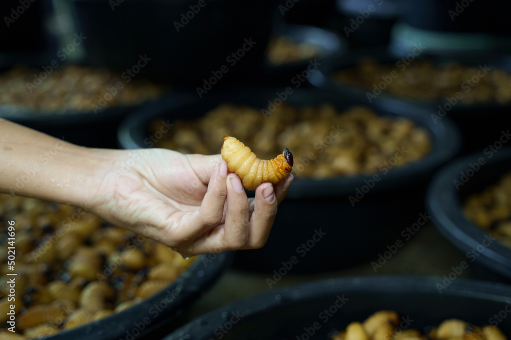 The hand hold Red Palm Weevil (Rhynchophorus Ferrugineus) and the pile