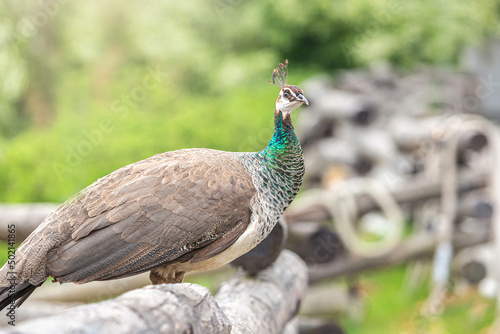 Portrait of a female free-range peacock hen in spring outdoors, Pavo cristatus