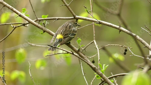 Female yellow rumped warbler perched on tree branch with beautiful fresh new leaves sprouting during spring season, zoom in wildlife bird shot. photo