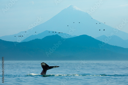 Whale flukes in blue mountains and sea in Kamchatka, Russia