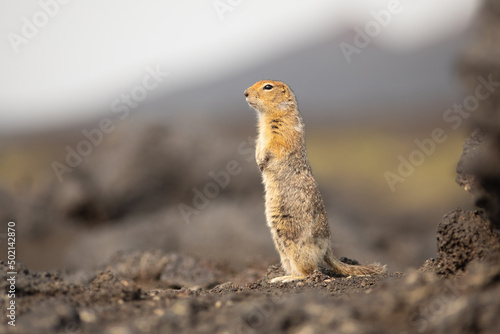 Standing Arctic ground squirrel or parka in Kamchatka near Tolbachik volcano
