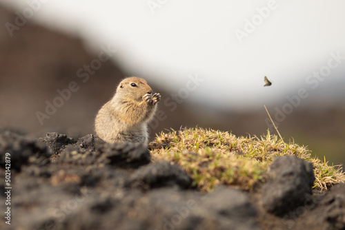Sitting Arctic ground squirrel or parka in Kamchatka near Tolbachik volcano © Andrey Kuzmin