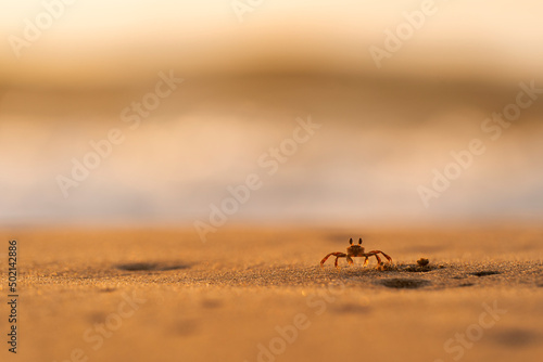 A horned ghost crab walking on the sand