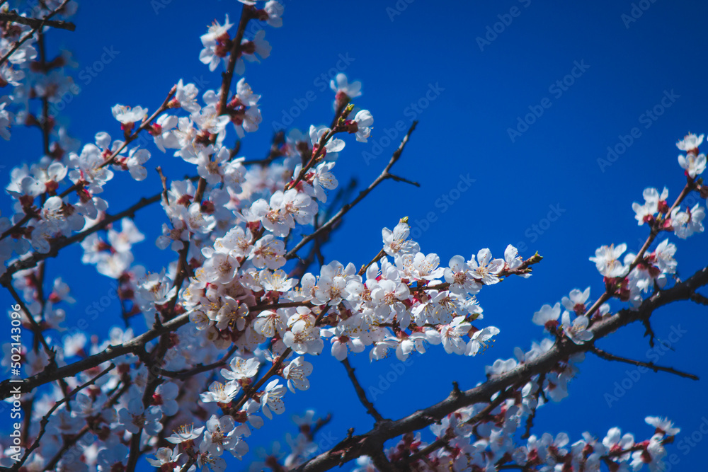flowering tree at spring. pollination by bees. flowering tree at spring. pollination by bees.