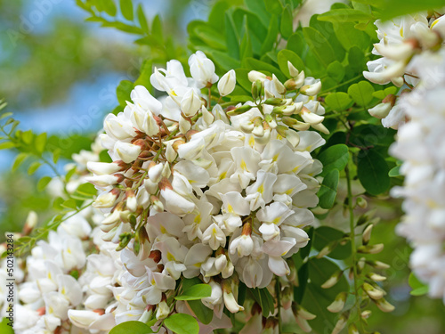 Blühende Robinie, Robinia pseudoacacia, im Frühling photo