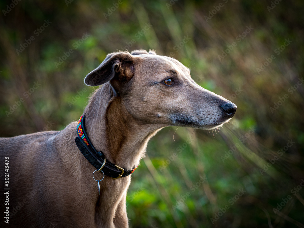 Lurcher dog, tan colour, head and neck.