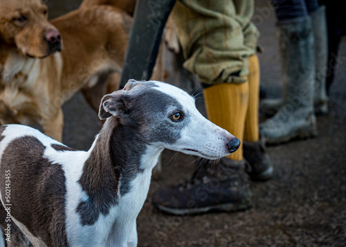 Lurcher dog, grey and white, head.