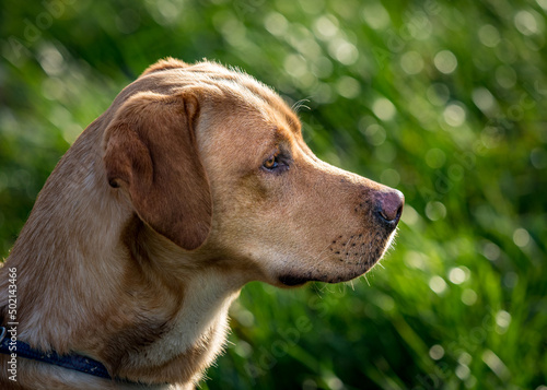 Red labrador head.