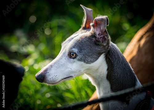 Lurcher dog, grey and white, head.