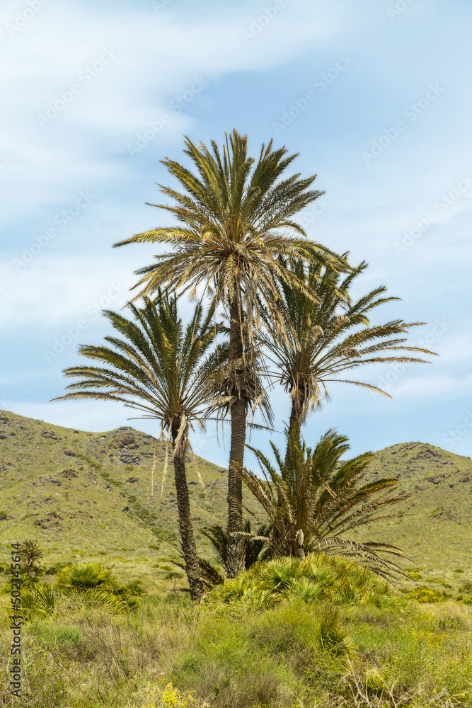 Palm trees in the Calblanque Natural Park in Cartagena Palm trees in the Calblanque Natural Park in Cartagena