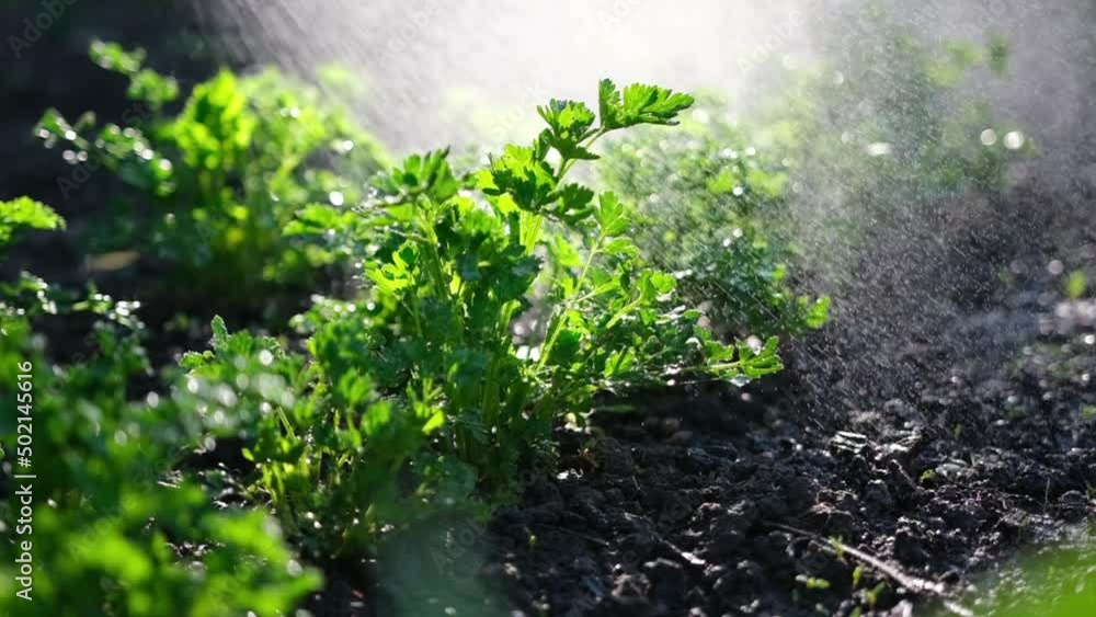 watering from a garden watering can bushes of parsley at garden bed watering from a garden watering can bushes of parsley at garden bed