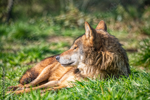 European wolf photographed in a nature wildlife park.