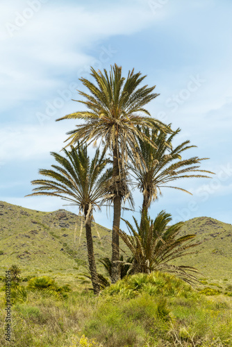 Palm trees in the Calblanque Natural Park in Cartagena