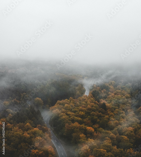 Nebelstraße im Wald