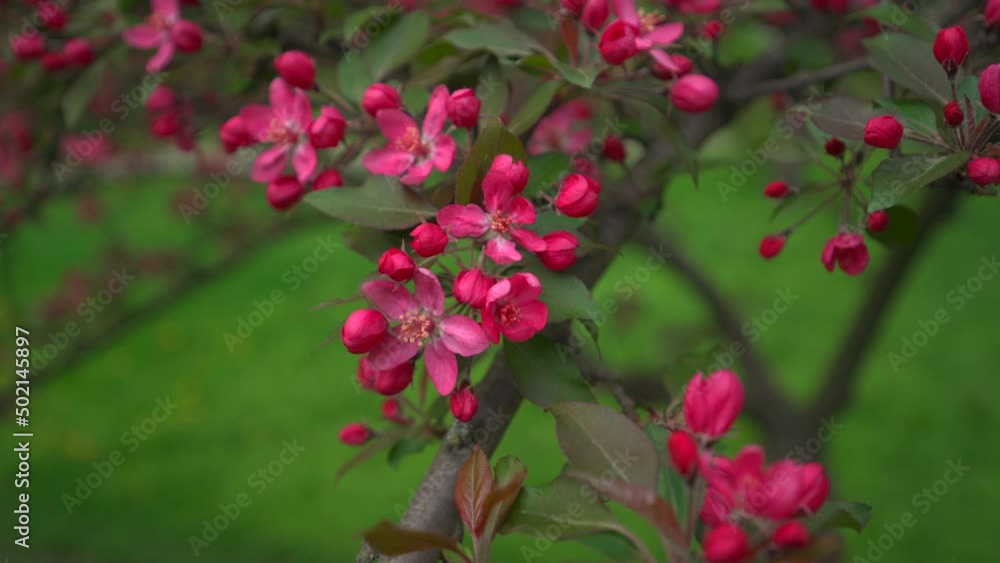 Blooming apple tree. Beautiful pink flowers on apple tree Blooming apple tree. Beautiful pink flowers on apple tree