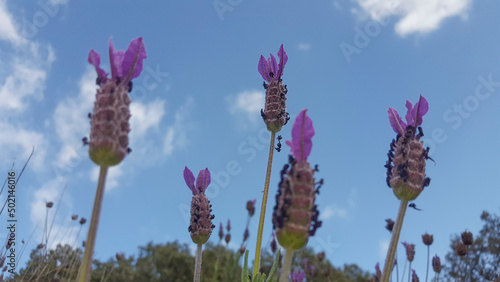 Lavender stems seen over blue sky with clouds photo