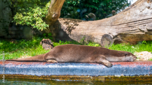 smooth-coated otter photo